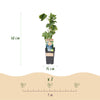 Weinrebe ‚Regent' – Vitis vinifera – Ansicht 3