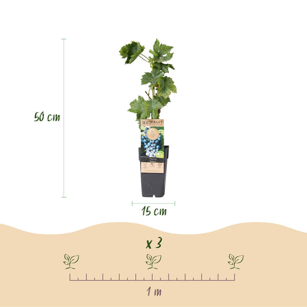 Weinrebe ‚Regent' – Vitis vinifera – Ansicht 3