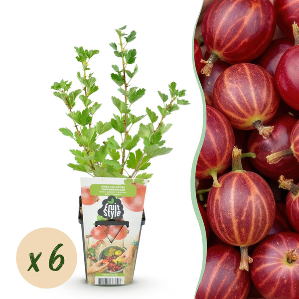 Stachelbeere ‚Hinnonmäki Rot' – Ribes uva-crispa