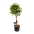 Birkenfeige ‚Exotica' – Ficus benjamina
