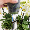 Bewässerungseinlage mit Wasserreservoir für Orchideenschale „Field Bouquet“ inkl. 3 Dochte – Ansicht 7