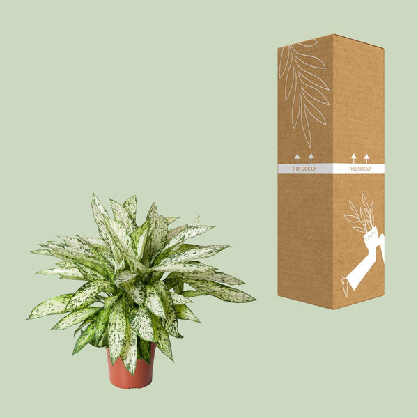 Dieffenbachie ‚Vesuvius' – Dieffenbachia – Ansicht 3