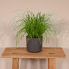 Zypergras – Cyperus alternifolius – Ansicht 7