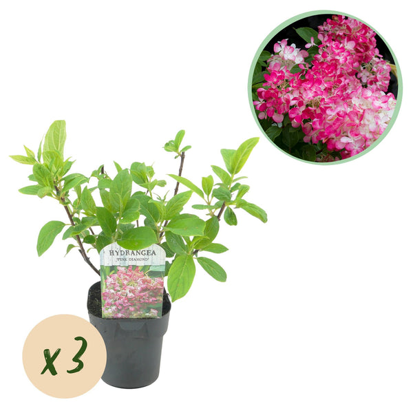 Rispenhortensie ‚Pink Diamond' – Hydrangea paniculata