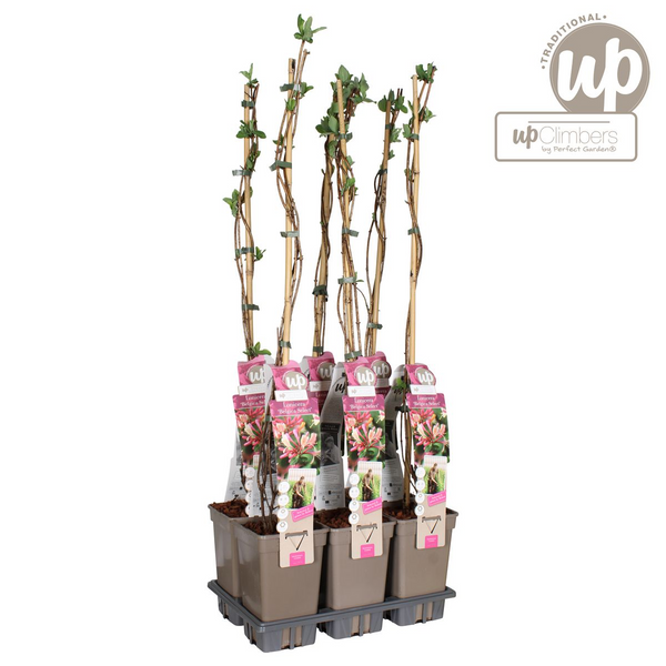 Wald-Geißblatt ‚Belgica' – Lonicera periclymenum – Ansicht 5