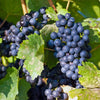 Weinrebe ‚Regent' – Vitis vinifera – Ansicht 5