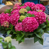Bauernhortensie ‚Endless Summer Summer Love Red' – Hydrangea macrophylla – Ansicht 5