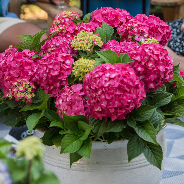 Bauernhortensie ‚Endless Summer Summer Love Red' – Hydrangea macrophylla – Ansicht 5