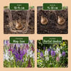 Prärielilie – Camassia leichtlinii – Ansicht 4