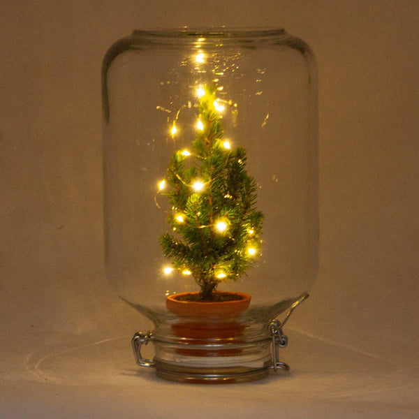 Ficus – Weihnachtsdekoration im Easyplant-Topf