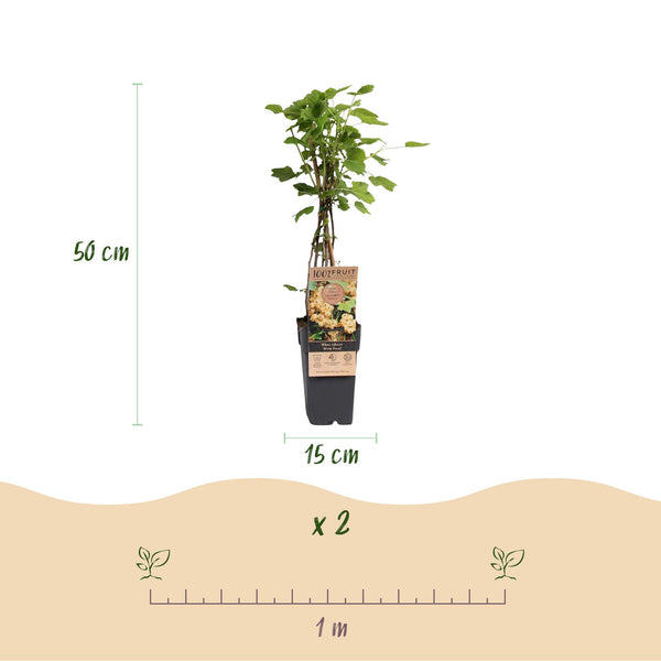 Weiße Johannisbeere ‚Witte Parel' – Ribes rubrum – Ansicht 3