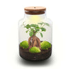 Flaschengarten-Set „Milky" – DIY-Terrarium mit Bonsai und Beleuchtung – Ansicht 2