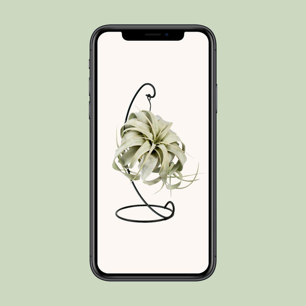 Tillandsie – Tillandsia xerographica – Ansicht 4