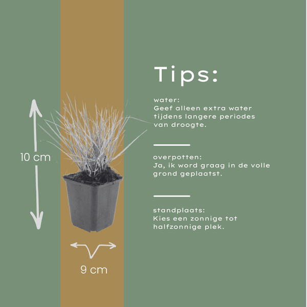 Herbst-Kopfgras – Sesleria autumnalis – Ansicht 6