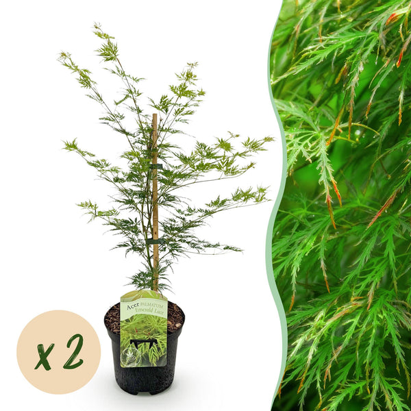Fächerahorn ‚Emerald Lace' – Acer palmatum