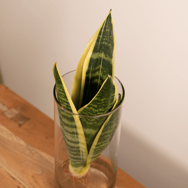 Bogenhanf im Glas – Sansevieria