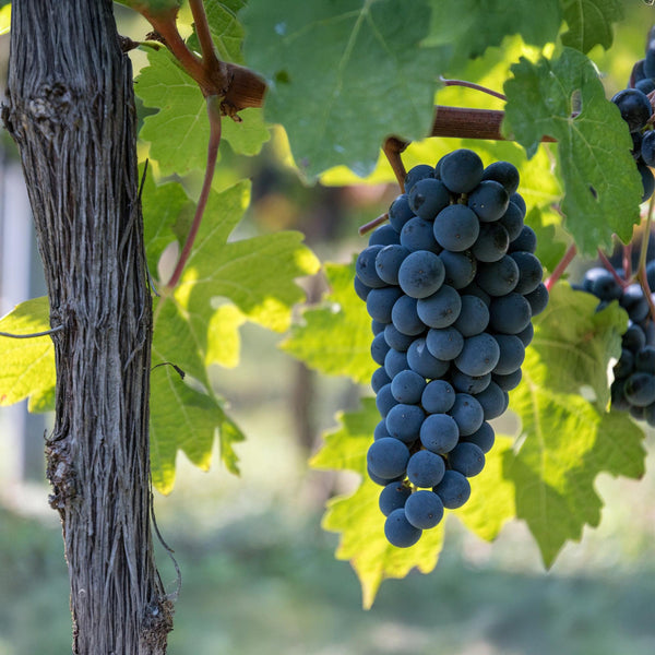 Weinrebe ‚Boskoop Glory' – Vitis vinifera – Ansicht 5