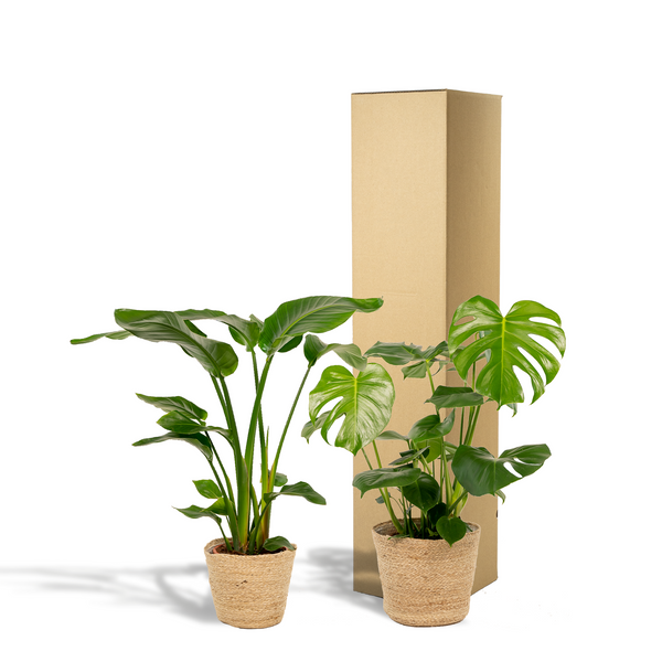 Zimmerpflanzen-Set „Strelitzie & Monstera" – Strelitzia nicolai und Monstera deliciosa mit Korb – Ansicht 6