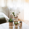 Pflanzen-Set „Bamboo White" – Orchidee ‚Amabilis' mit Grünpflanze – Ansicht 4