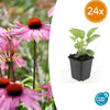Purpur-Sonnenhut ‚Magnus' – Echinacea purpurea