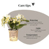 Schmetterlingsorchidee ‚Botanic Yellow' – Phalaenopsis – Ansicht 9