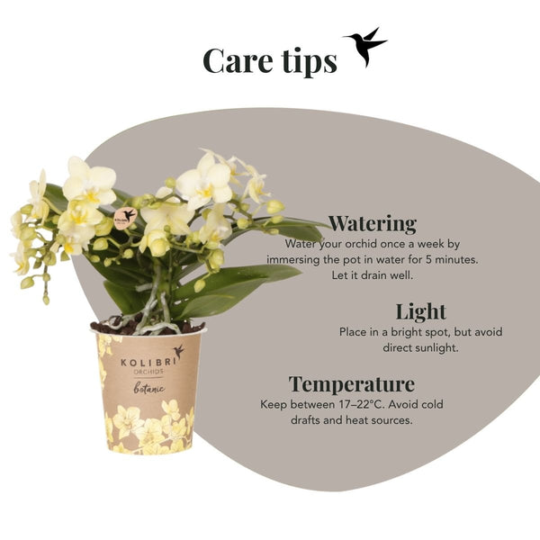 Schmetterlingsorchidee ‚Botanic Yellow' – Phalaenopsis – Ansicht 9