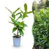 Kirschlorbeer ‚Novita' – Prunus laurocerasus – Ansicht 3