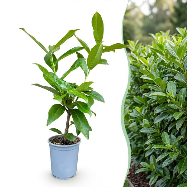 Kirschlorbeer ‚Novita' – Prunus laurocerasus – Ansicht 3