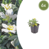 Lenzrose – Helleborus orientalis – 6 Stück