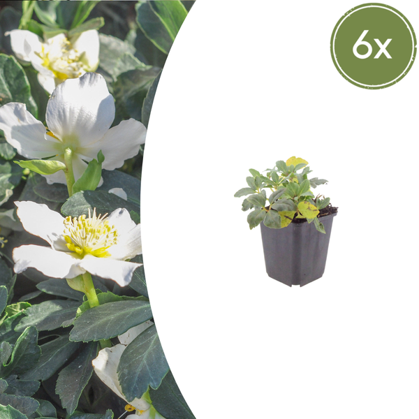 Lenzrose – Helleborus orientalis – 6 Stück