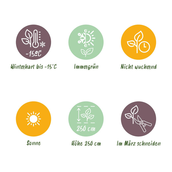 Eukalyptus-Stämmchen ‚Azura' – Eucalyptus gunnii – Ansicht 6