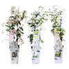 Sternjasmin Mix – Trachelospermum