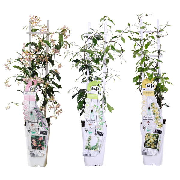 Sternjasmin Mix – Trachelospermum