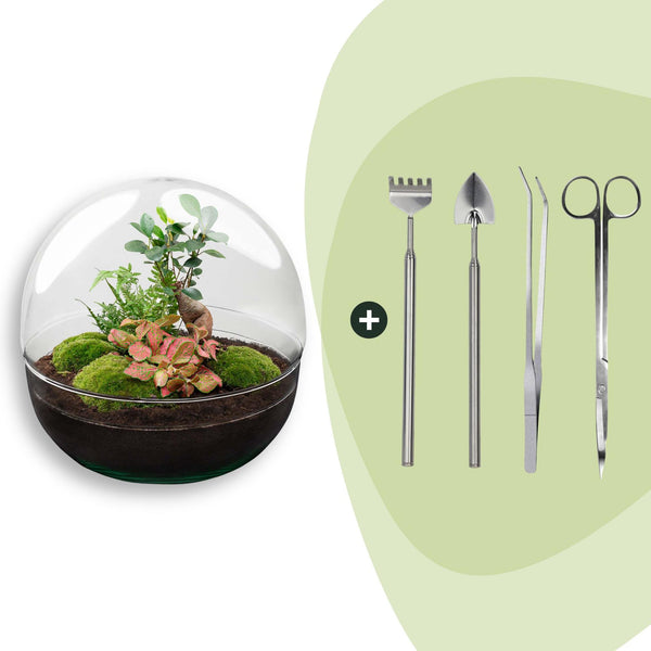 Flaschengarten-Set „Dome XL" – Ficus Ginseng Bonsai mit Werkzeug