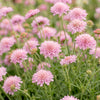 Tauben-Skabiose ‚Pink Mist' – Scabiosa columbaria – Ansicht 5