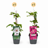 Clematis-Set „Duo Pink & White“ – Waldreben in Rosa und Weiß – Ansicht 2