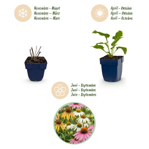 Sonnenhut Tricolour-Mix – Echinacea – Ansicht 3