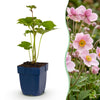 Herbst-Anemone ‚Königin Charlotte' – Anemone hybrida