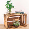 Monstera in Vase – DIY-Hydrokultur-Set
