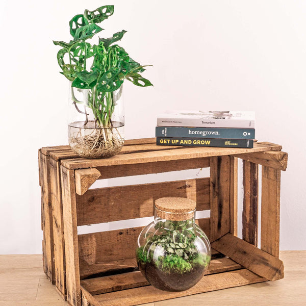 Monstera in Vase – DIY-Hydrokultur-Set