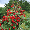 Kletterrose ‚Red Climber' – Rosa – Ansicht 5