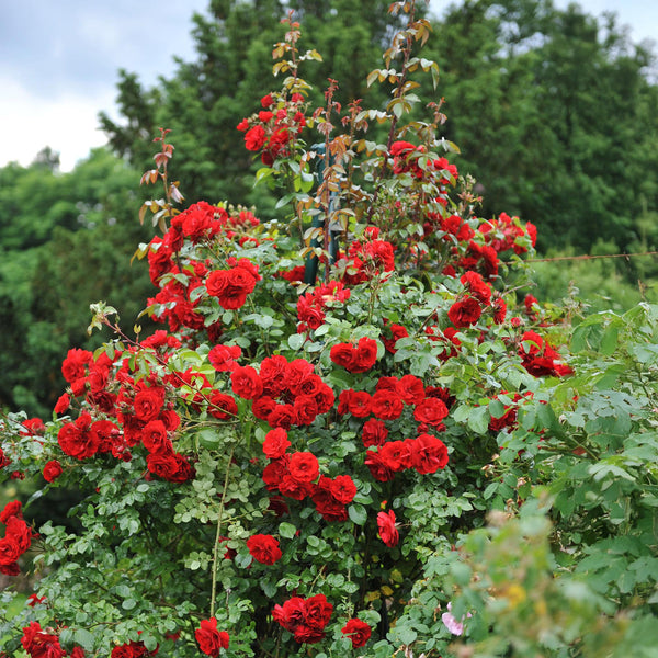 Kletterrose ‚Red Climber' – Rosa – Ansicht 5