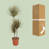 Drachenbaum ‚Bicolor' – Dracaena marginata – Ansicht 3