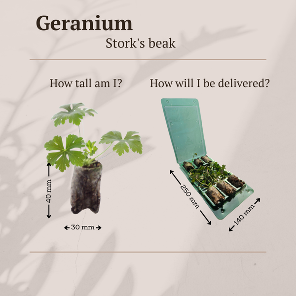 Storchschnabel – Geranium – Ansicht 5