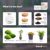 Terrarium-Set „Bolder Bob Bonsai" – DIY-Pflanzenterrarium mit Licht