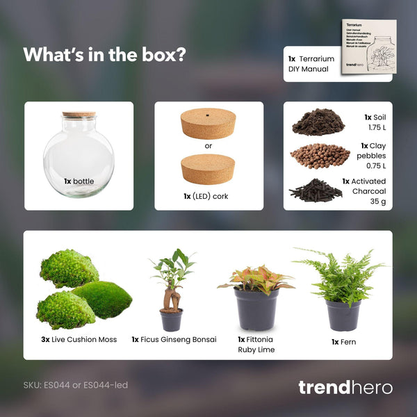 Terrarium-Set „Bolder Bob Bonsai" – DIY-Pflanzenterrarium mit Licht