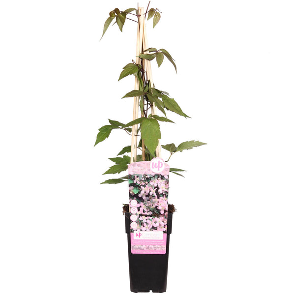Berg-Waldrebe ‚Fragrant Spring' – Clematis montana