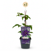Waldrebe ‚The President' – Clematis – Ansicht 2