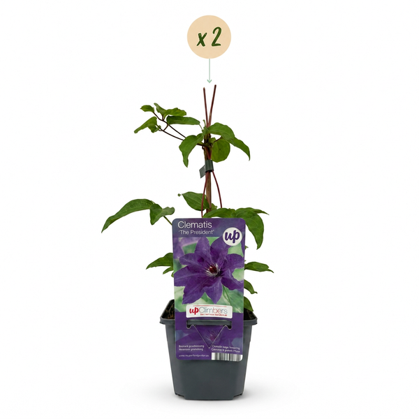 Waldrebe ‚The President' – Clematis – Ansicht 2