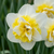 Narzisse ‚Ice King' – Narcissus